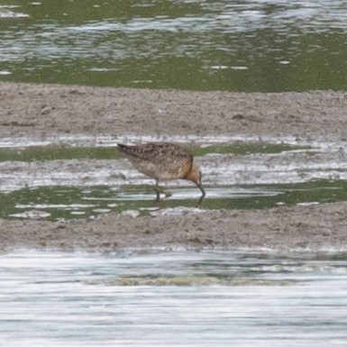 Short-billed Dowitcher - ML638302079