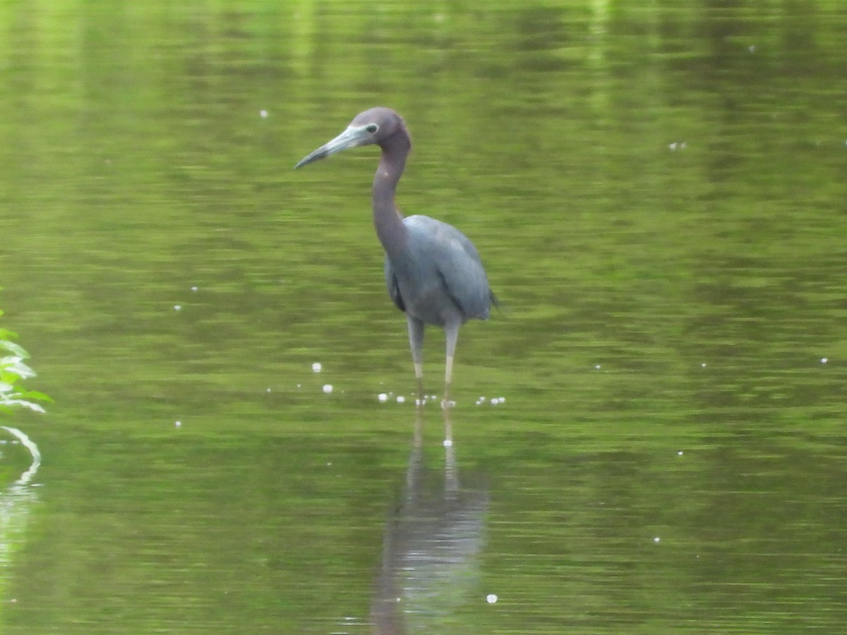 Little Blue Heron - ML638302092