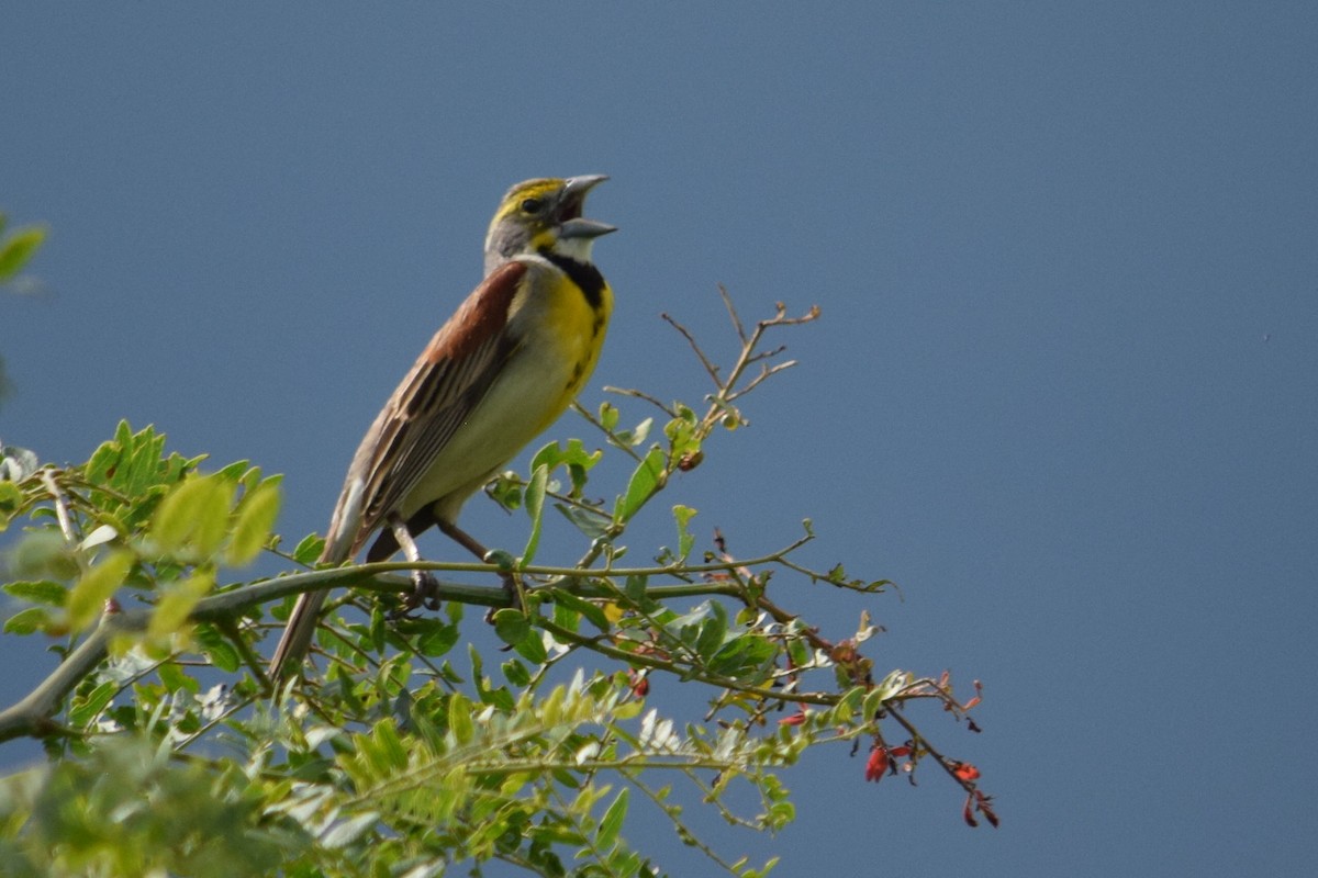 Dickcissel - ML638302093