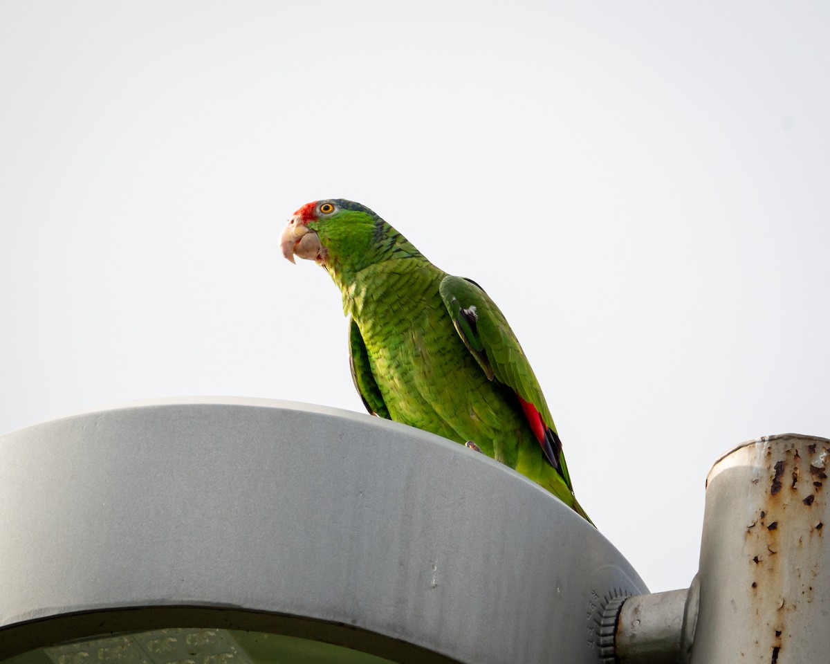 Red-crowned Amazon - ML638302104