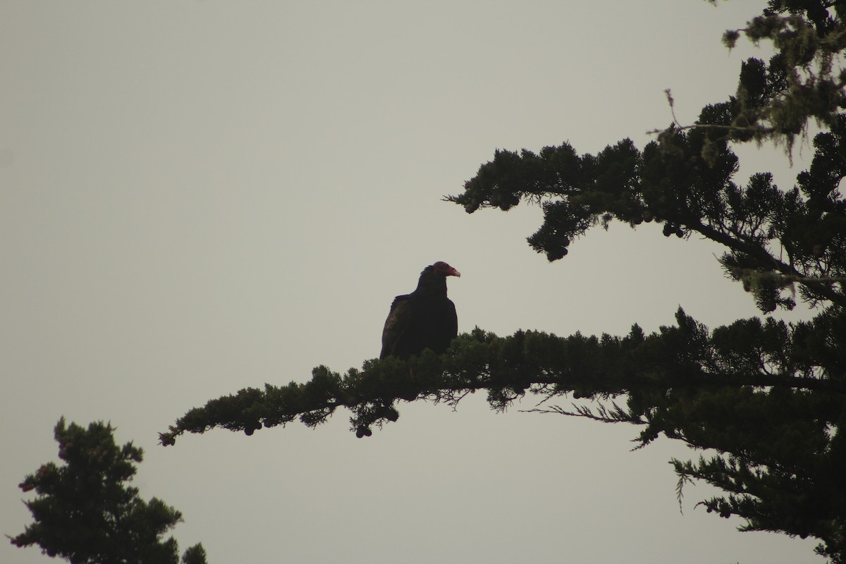 Turkey Vulture - ML638302105