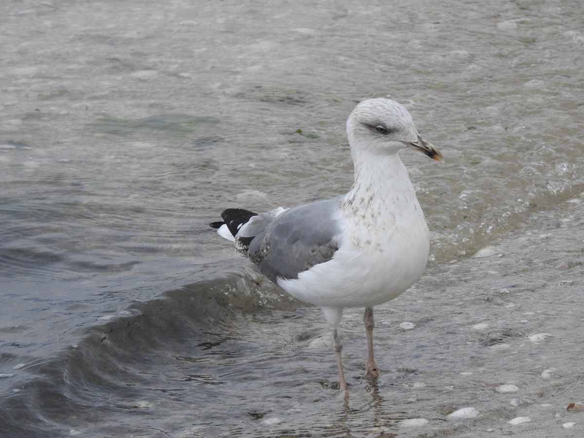 Yellow-legged Gull - ML638302106