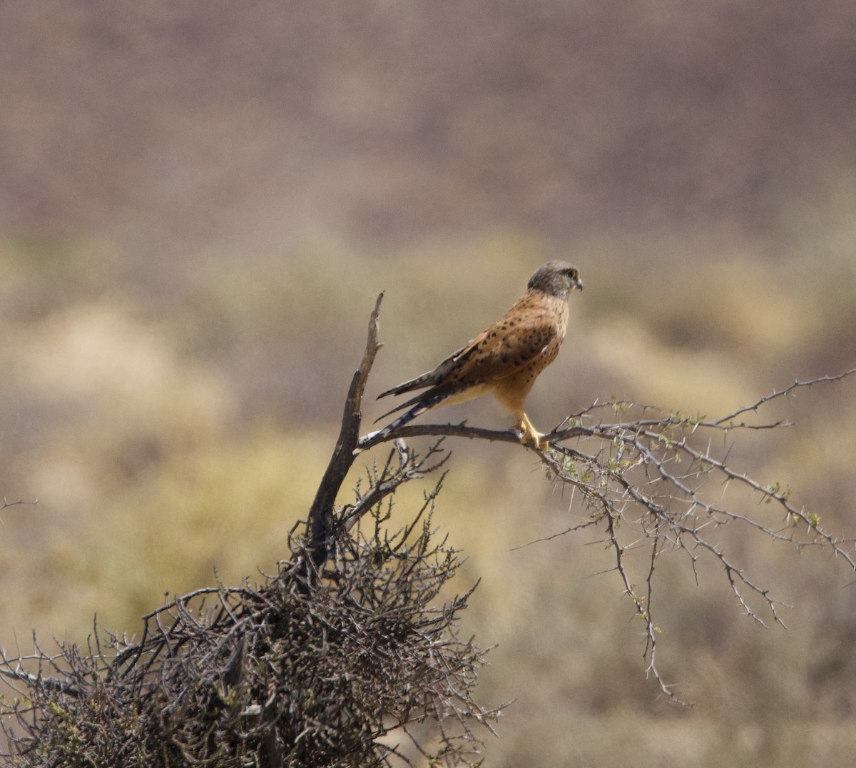 Rock Kestrel - ML638302108