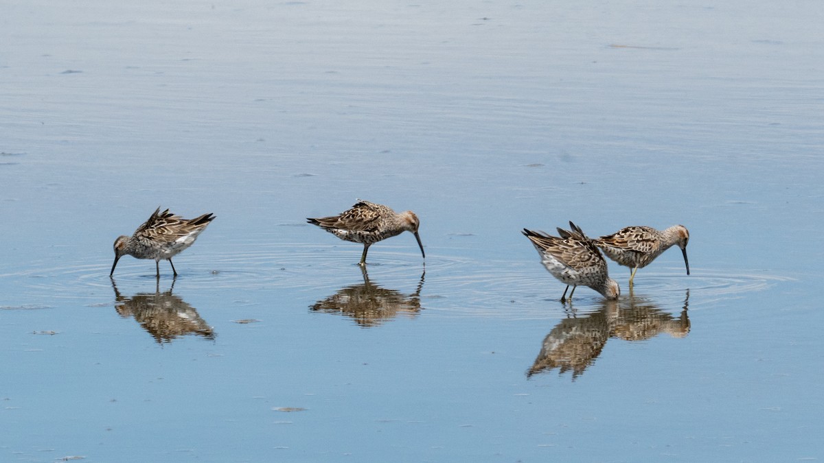 Stilt Sandpiper - ML638302109