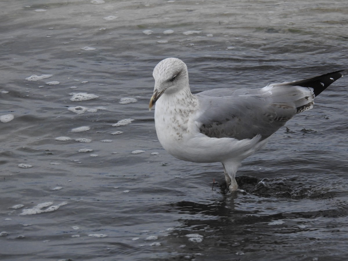 Yellow-legged Gull - ML638302110