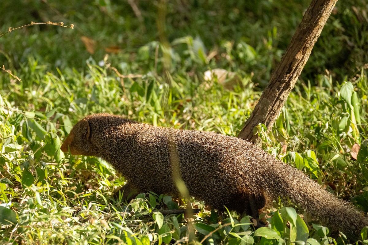 Sri Lankan Ruddy Mongoose - ML638302114