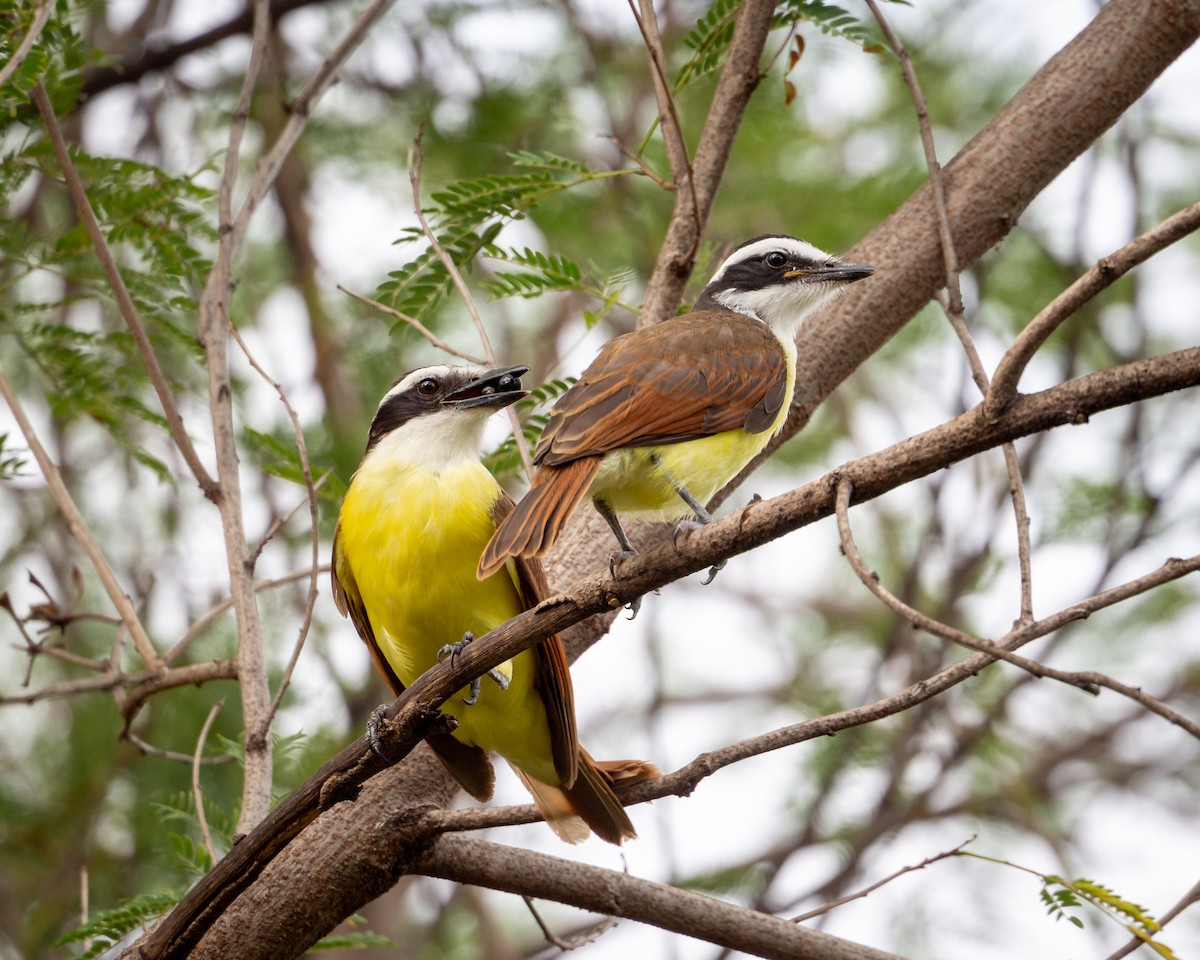 Great Kiskadee - ML638302115