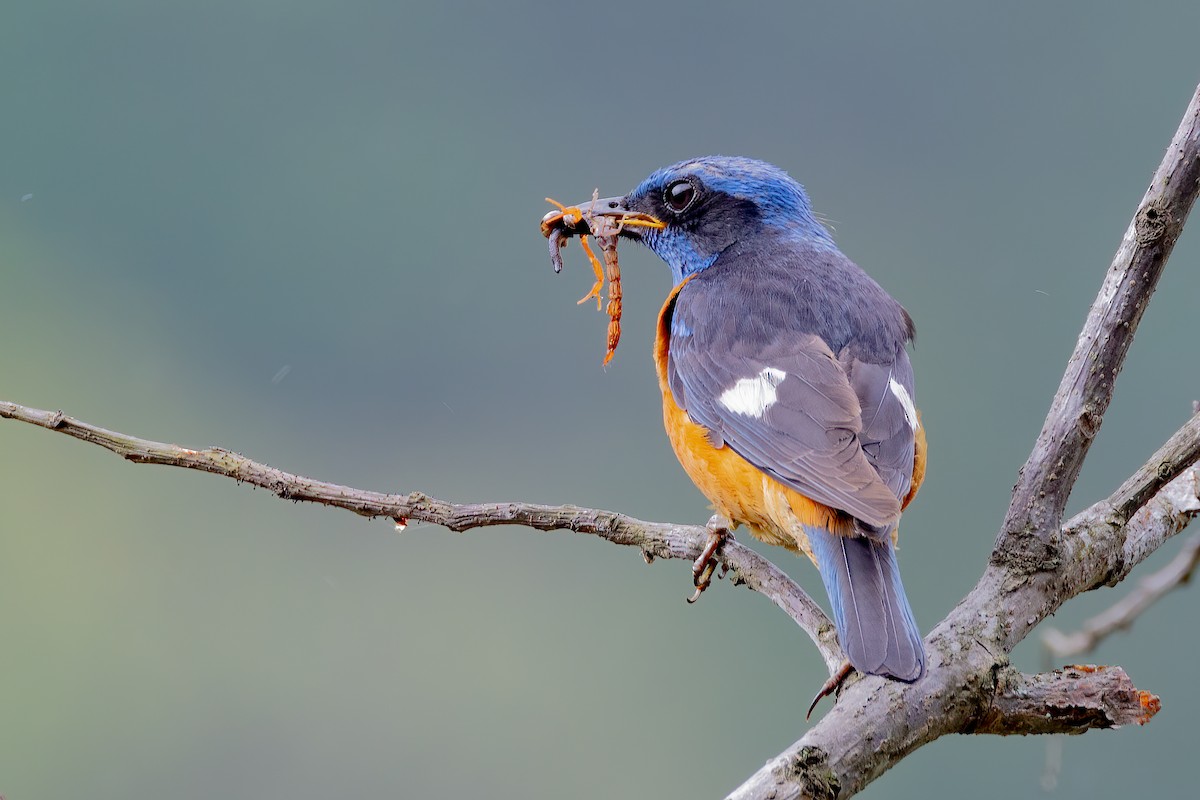 Blue-capped Rock-Thrush - ML638302116