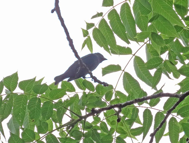 Passerin indigo - ML638302118