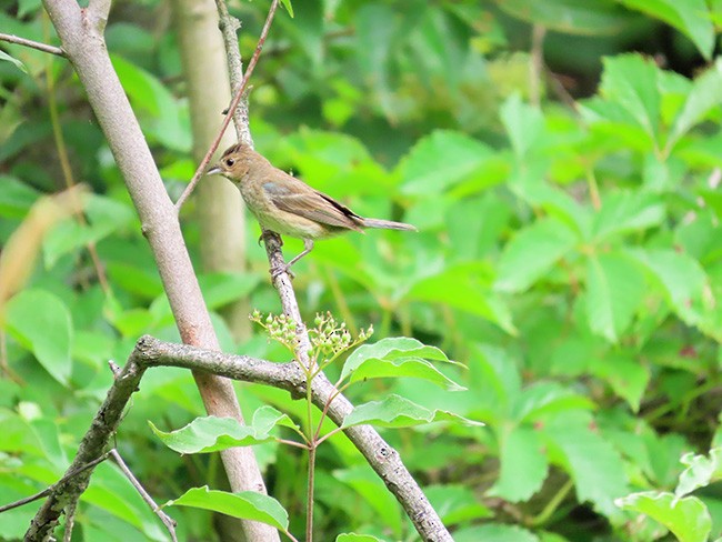 Passerin indigo - ML638302127