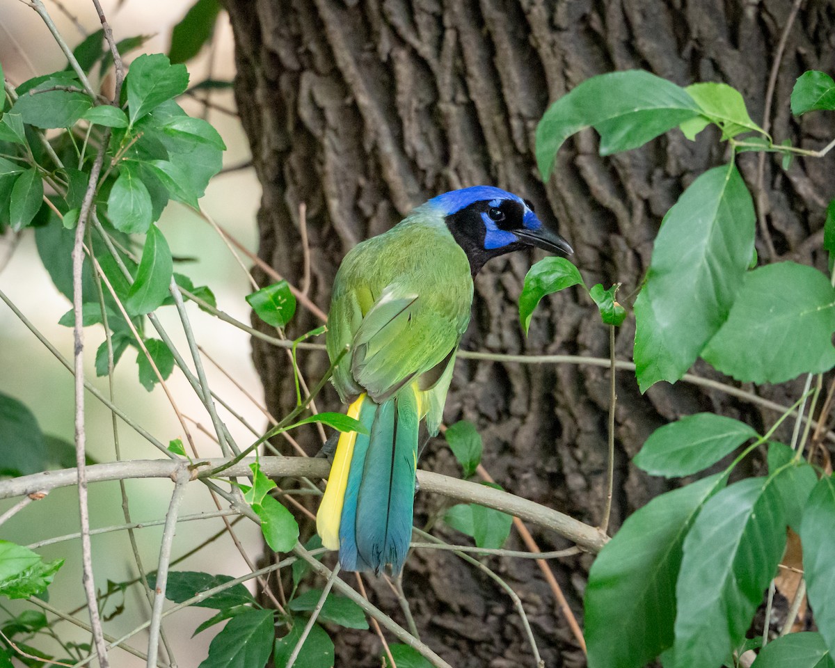 Green Jay - ML638302131