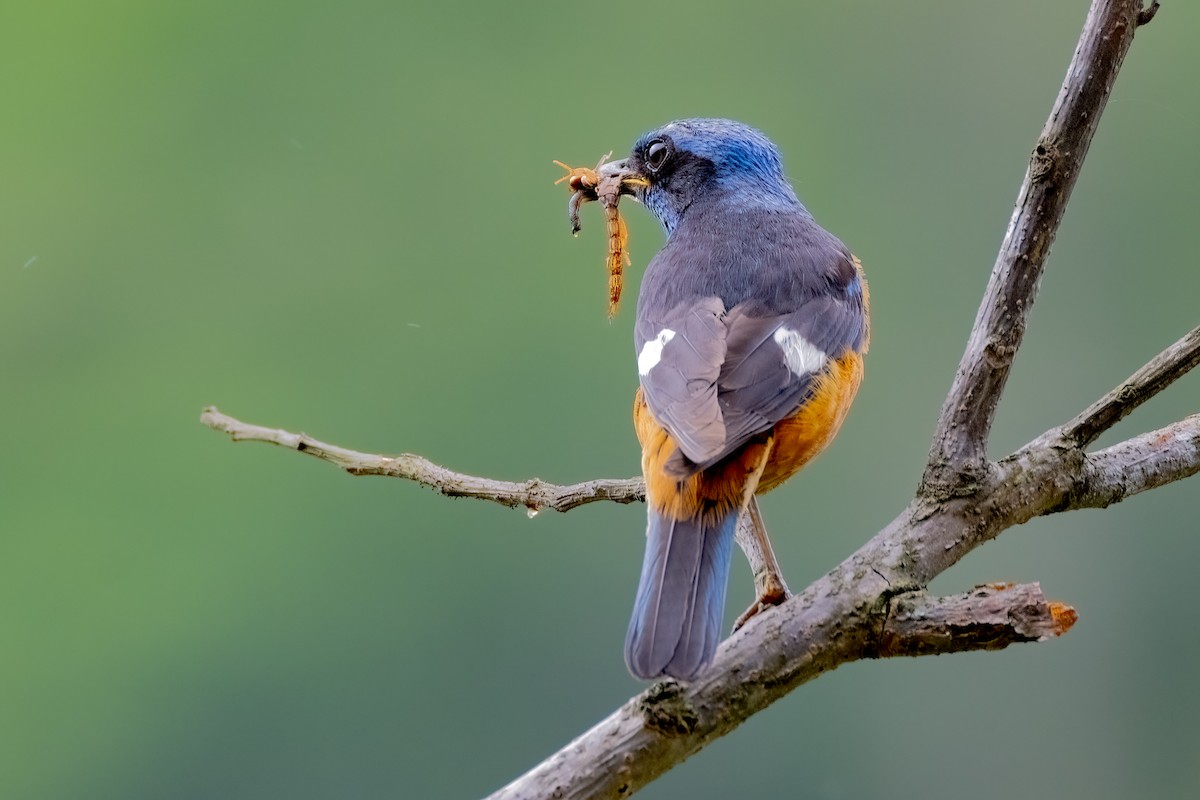 Blue-capped Rock-Thrush - ML638302133