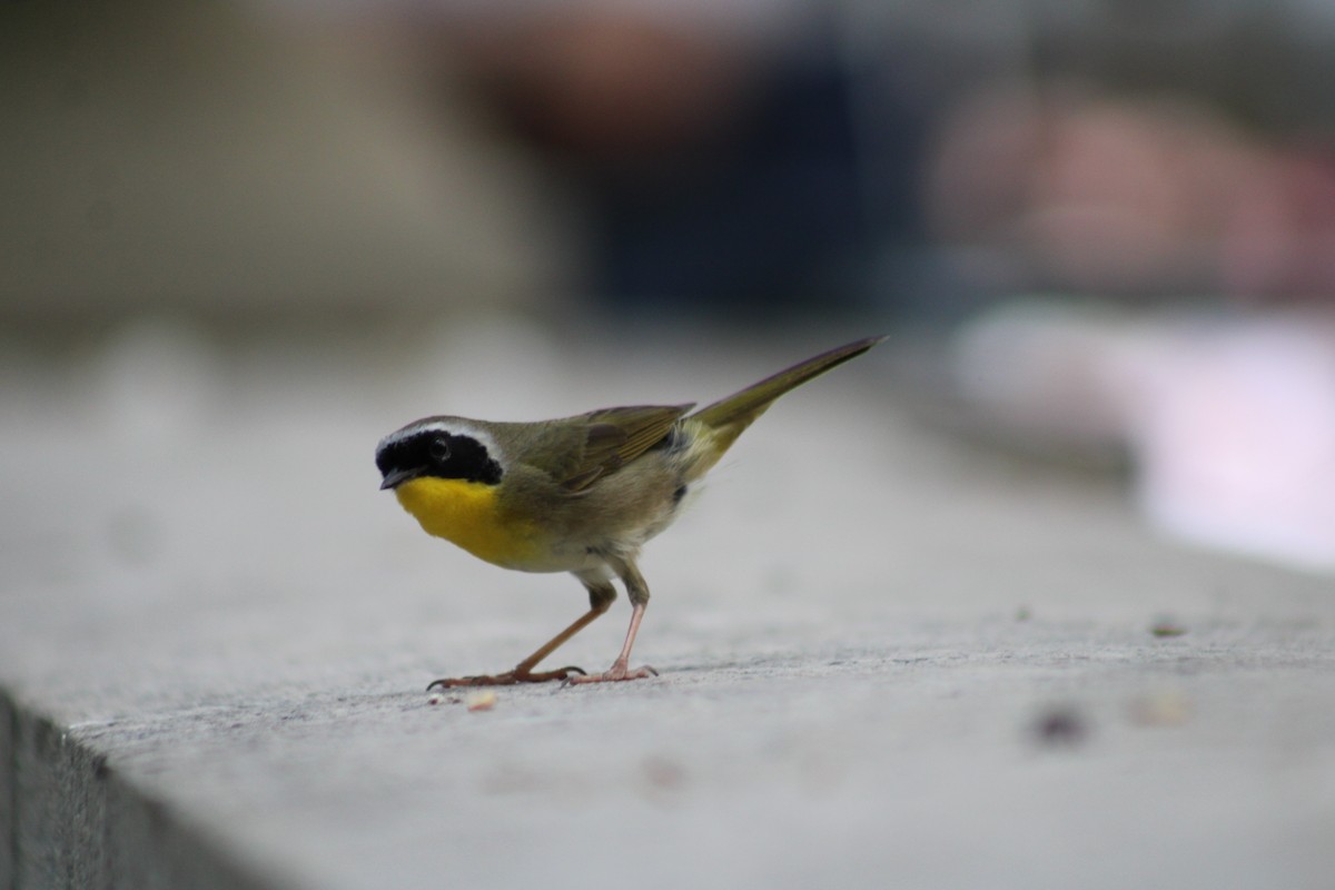 Common Yellowthroat - ML638302134