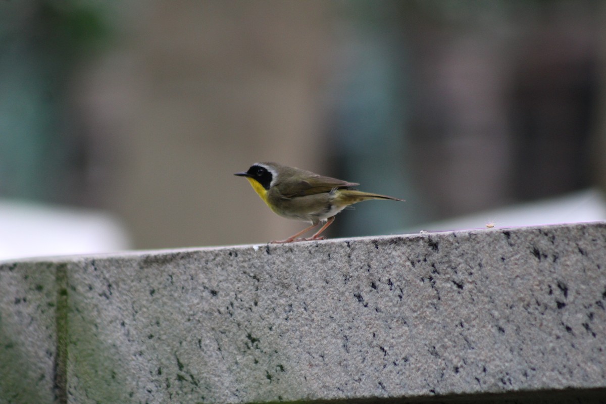 Common Yellowthroat - ML638302135