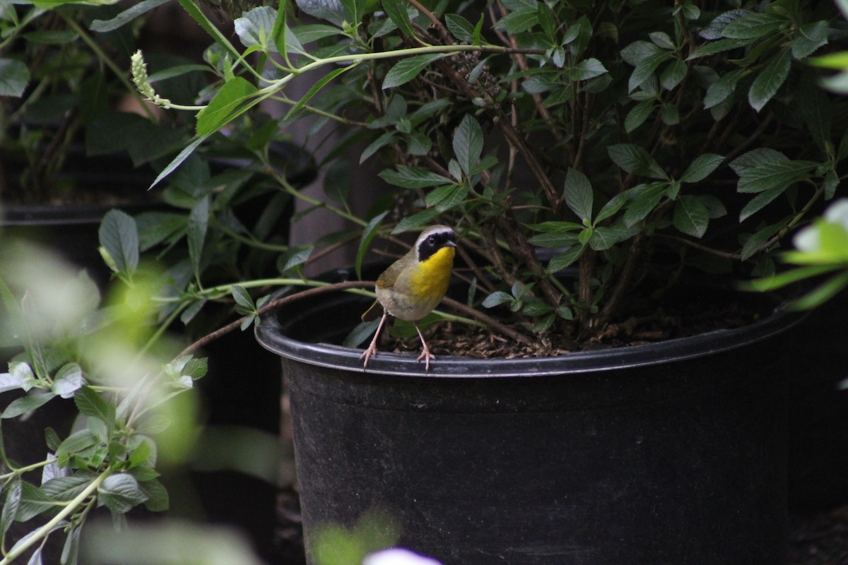 Common Yellowthroat - ML638302136