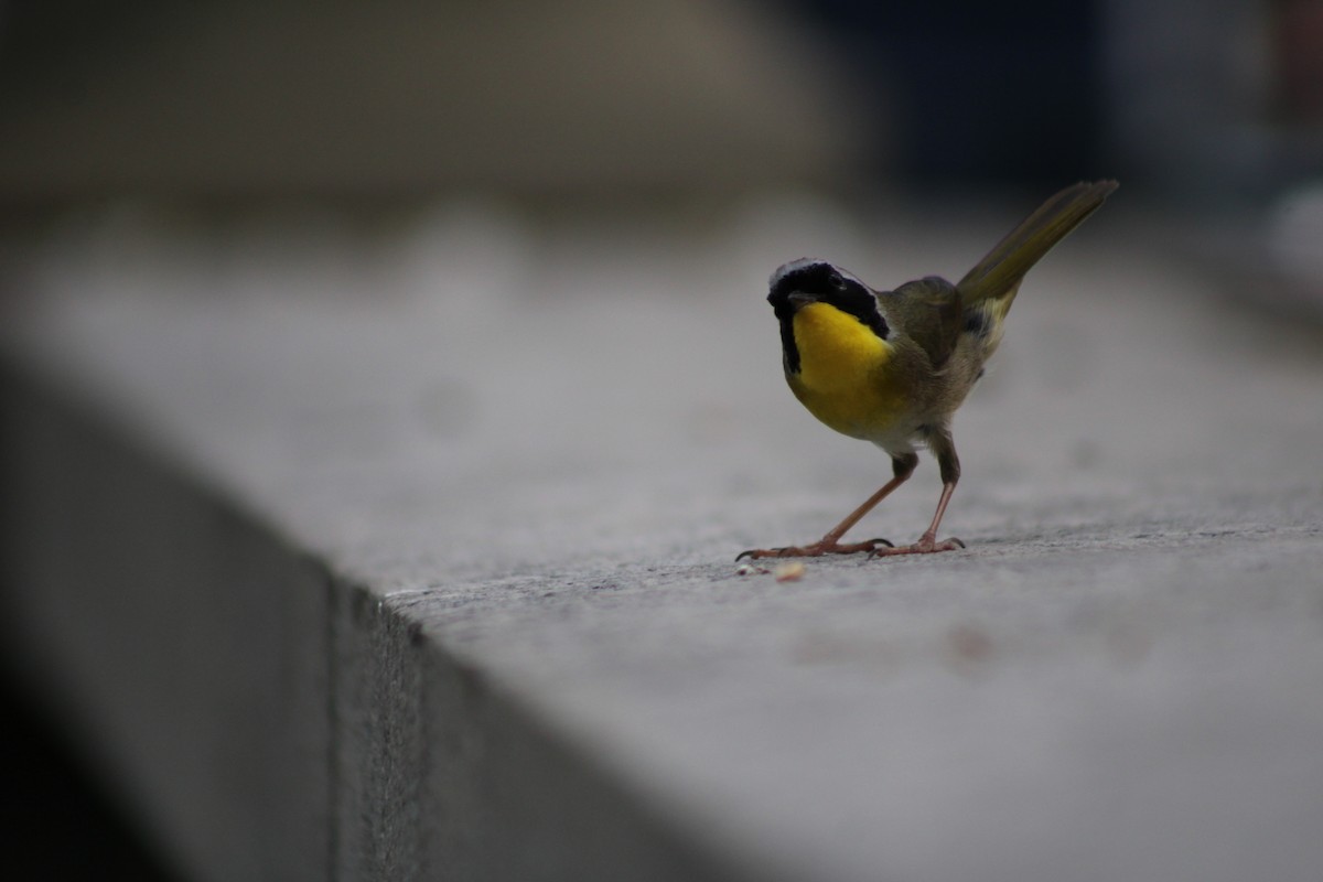 Common Yellowthroat - ML638302137