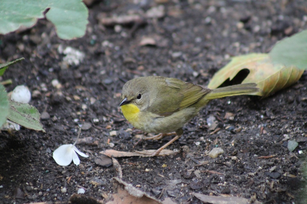 Common Yellowthroat - ML638302138