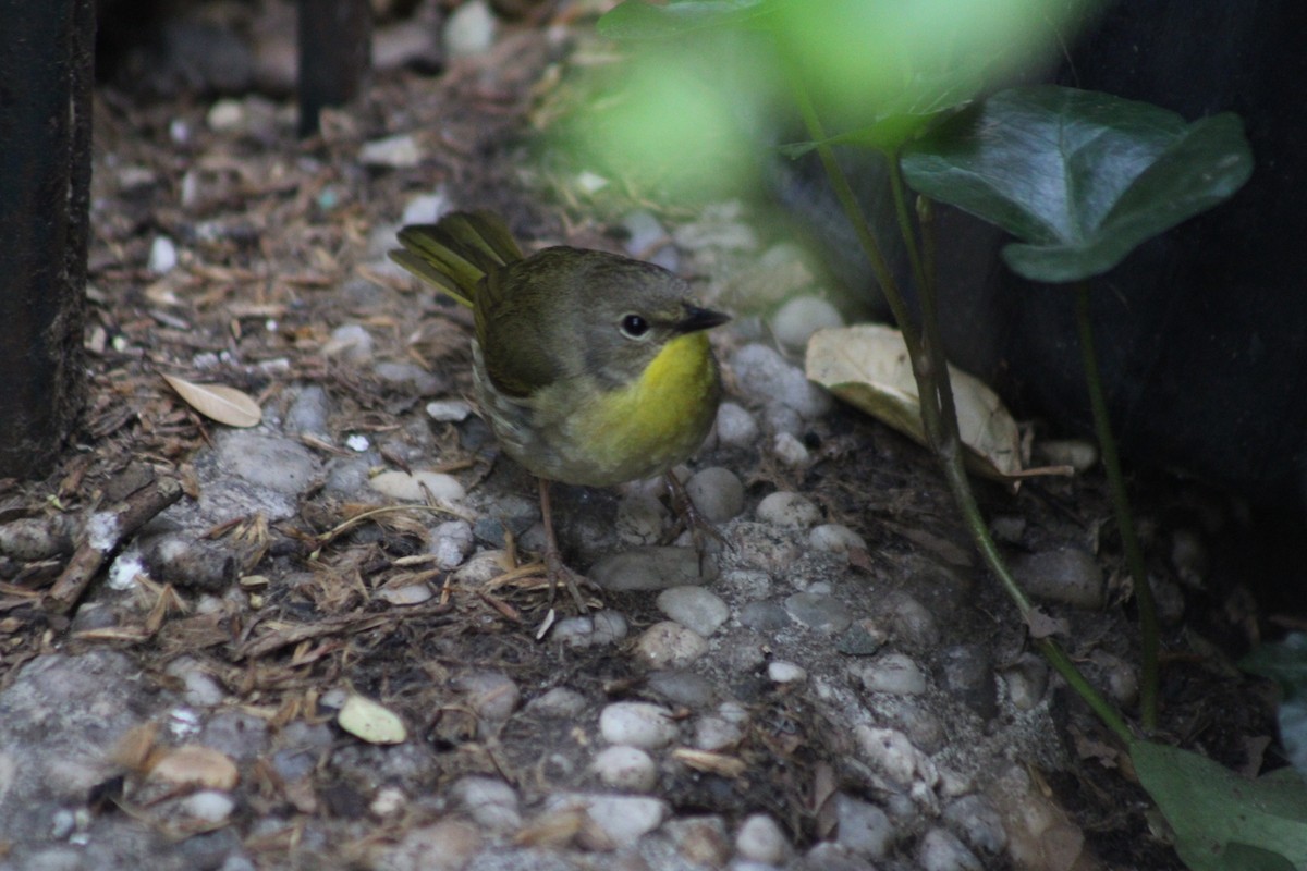 Common Yellowthroat - ML638302139