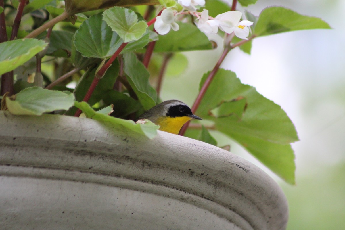 Common Yellowthroat - ML638302140