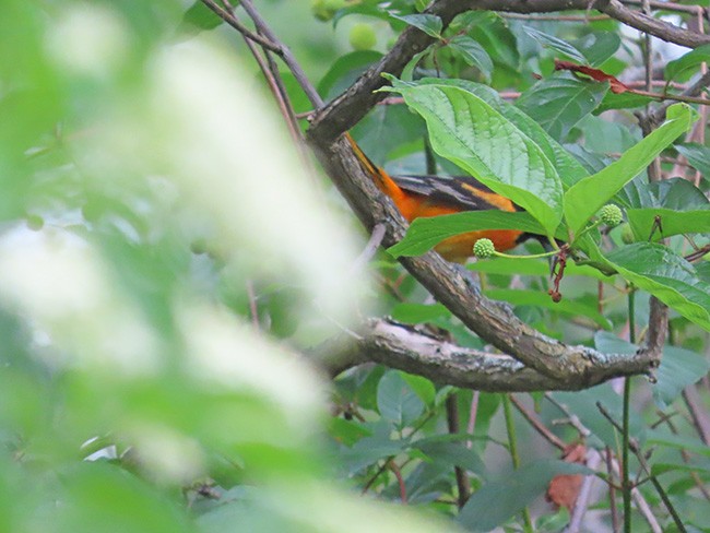Baltimore Oriole - ML638302145