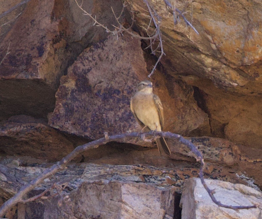 Lark-like Bunting - ML638302146