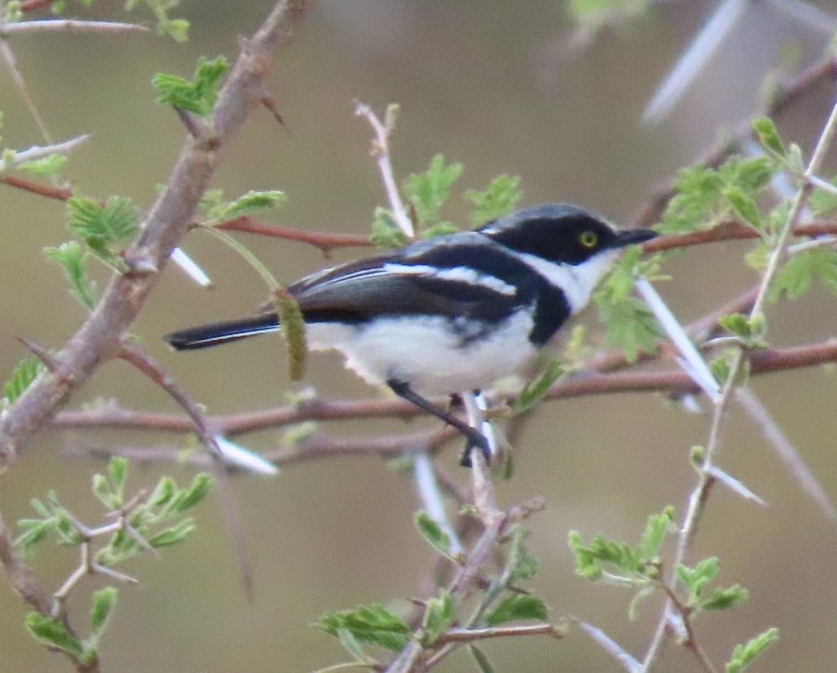 Chinspot Batis - ML638302148