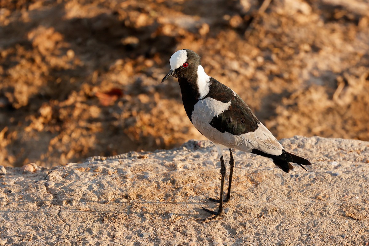 Blacksmith Lapwing - ML638302149