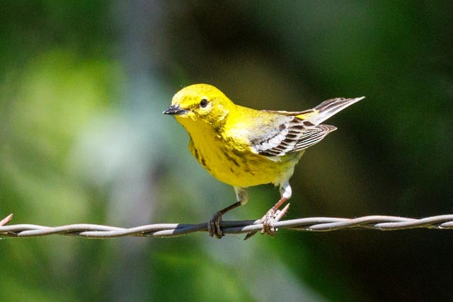 Pine Warbler - ML638302157