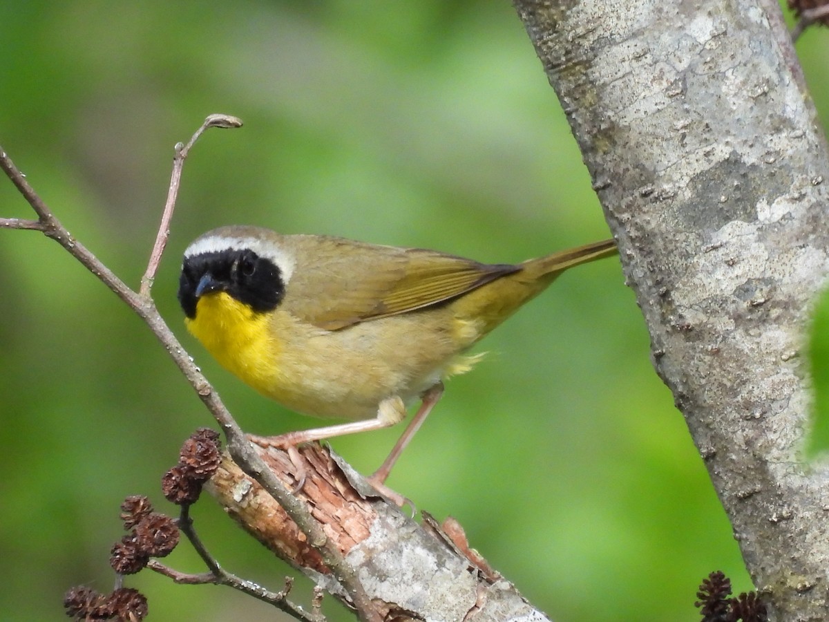 Common Yellowthroat - ML638302160