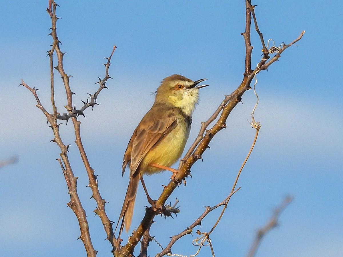 svartbrystprinia - ML638302161