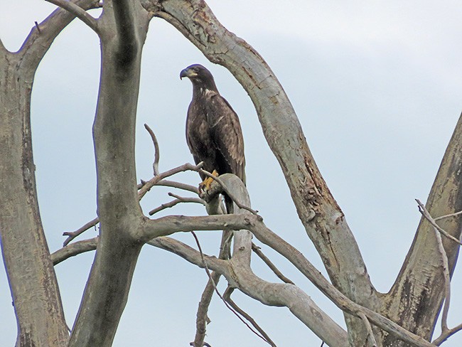 Bald Eagle - ML638302165