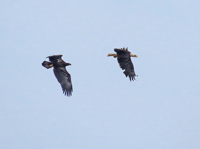 Bald Eagle - ML638302168