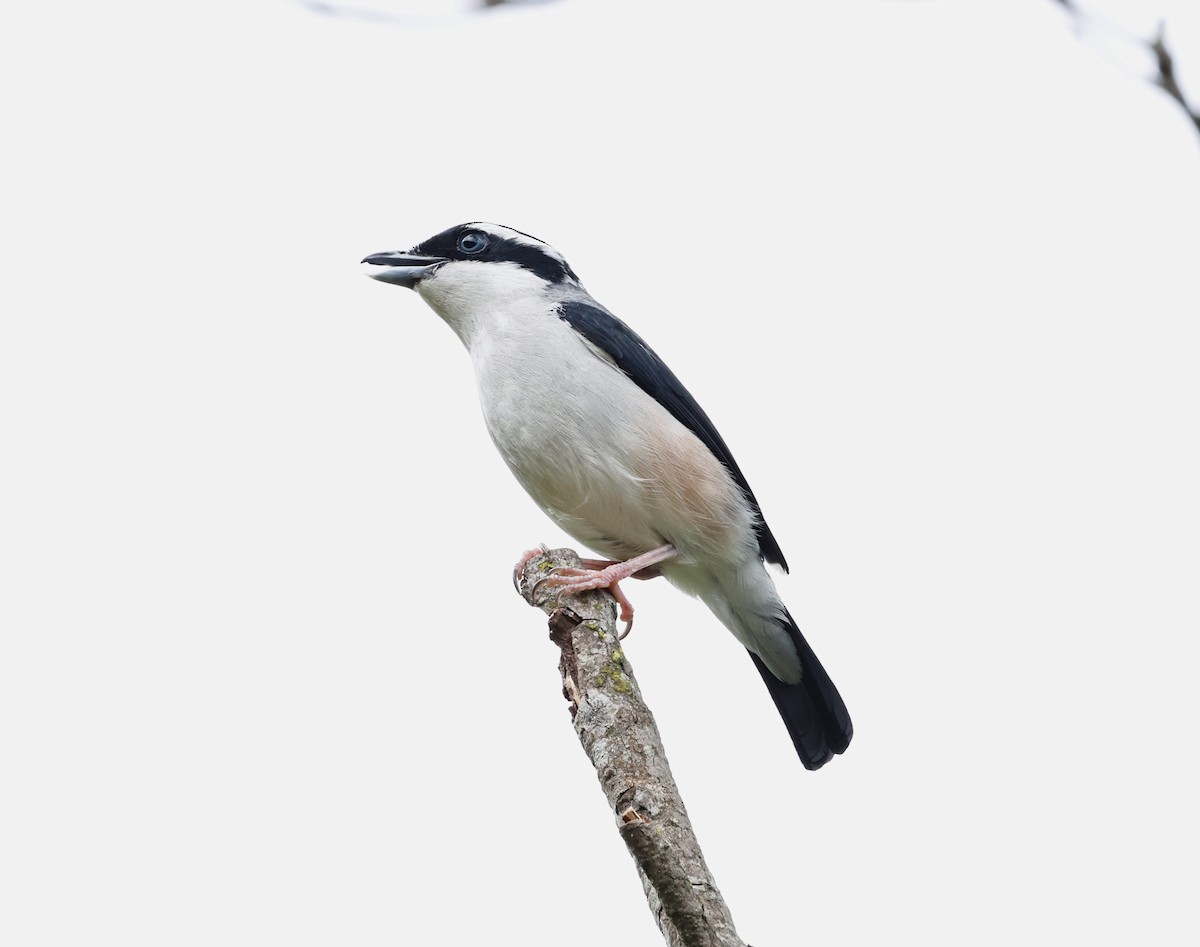 White-browed Shrike-Babbler - ML638302170