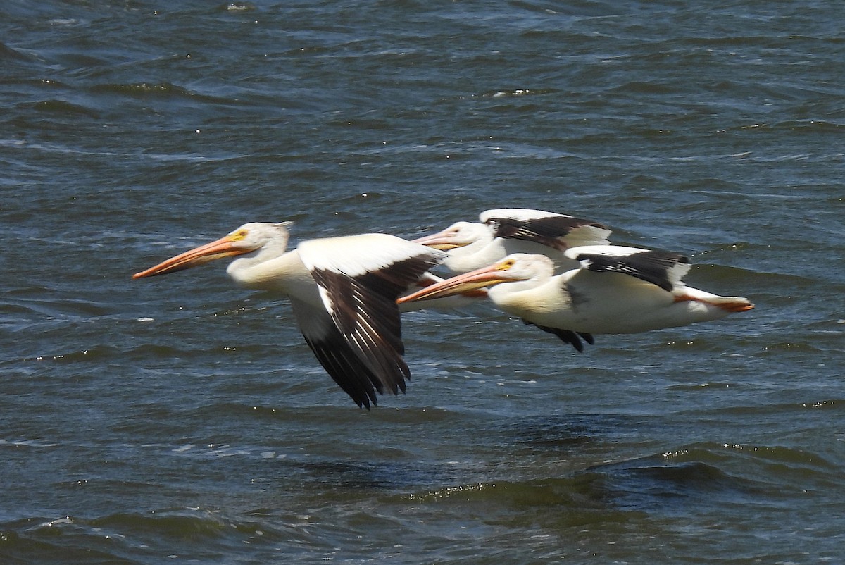 American White Pelican - ML638302173