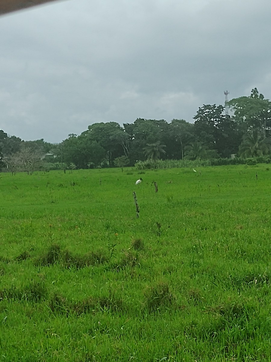 Jabiru - ML638302176