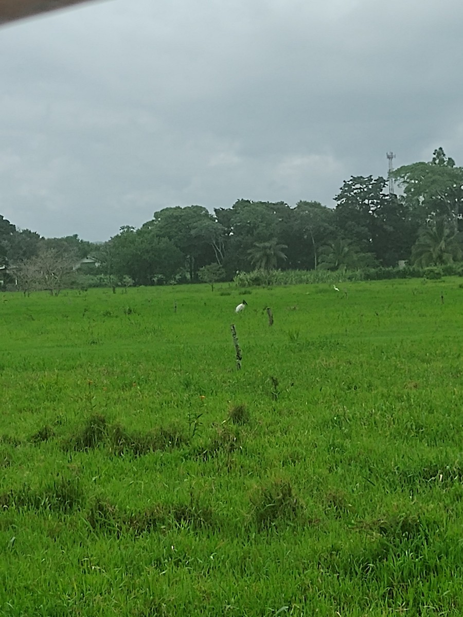 Jabiru - ML638302177
