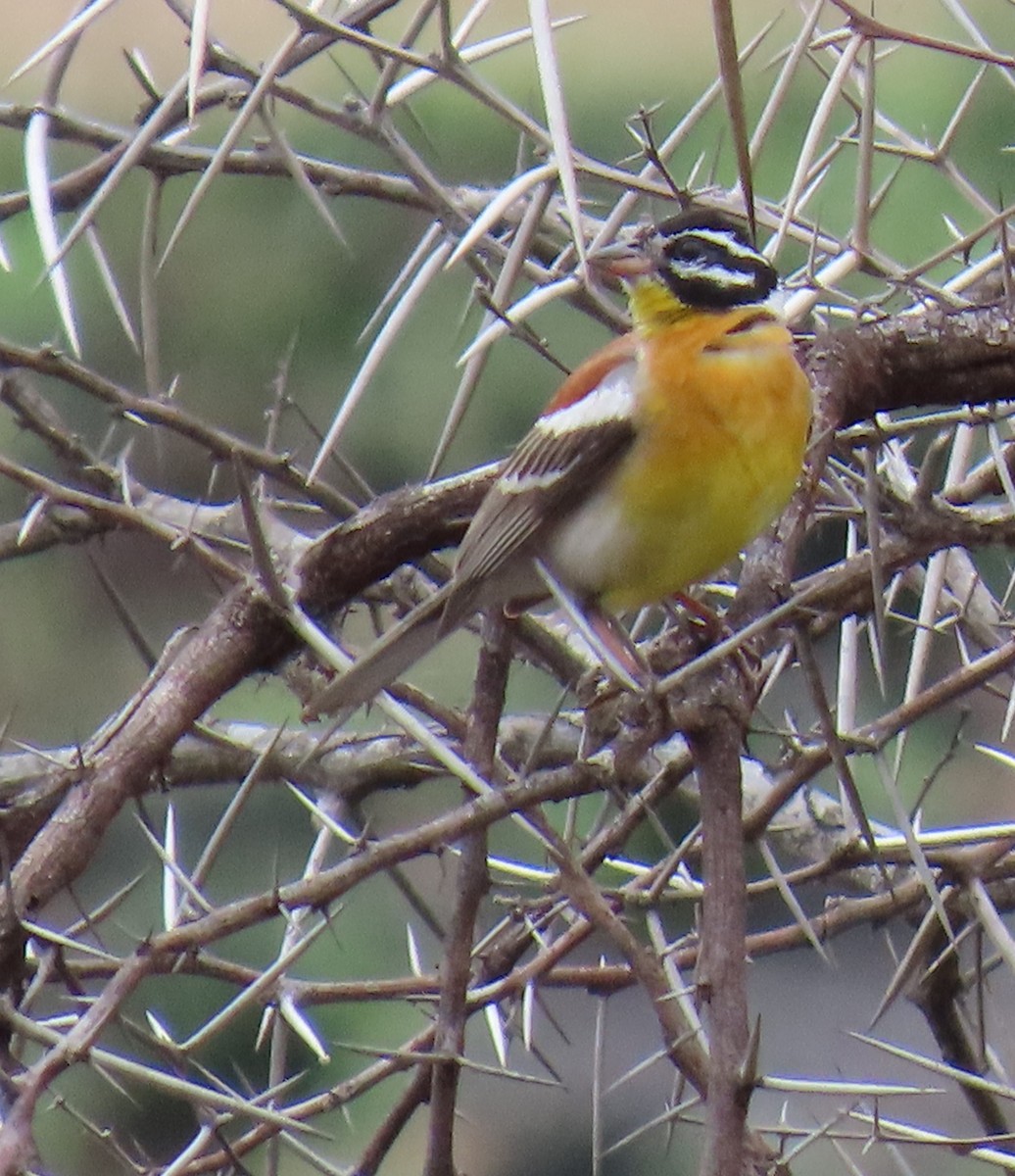 Golden-breasted Bunting - ML638302178