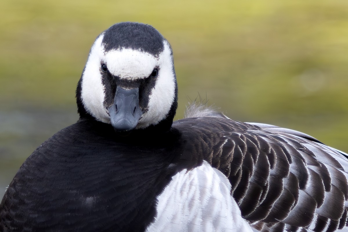 Barnacle Goose - ML638302181