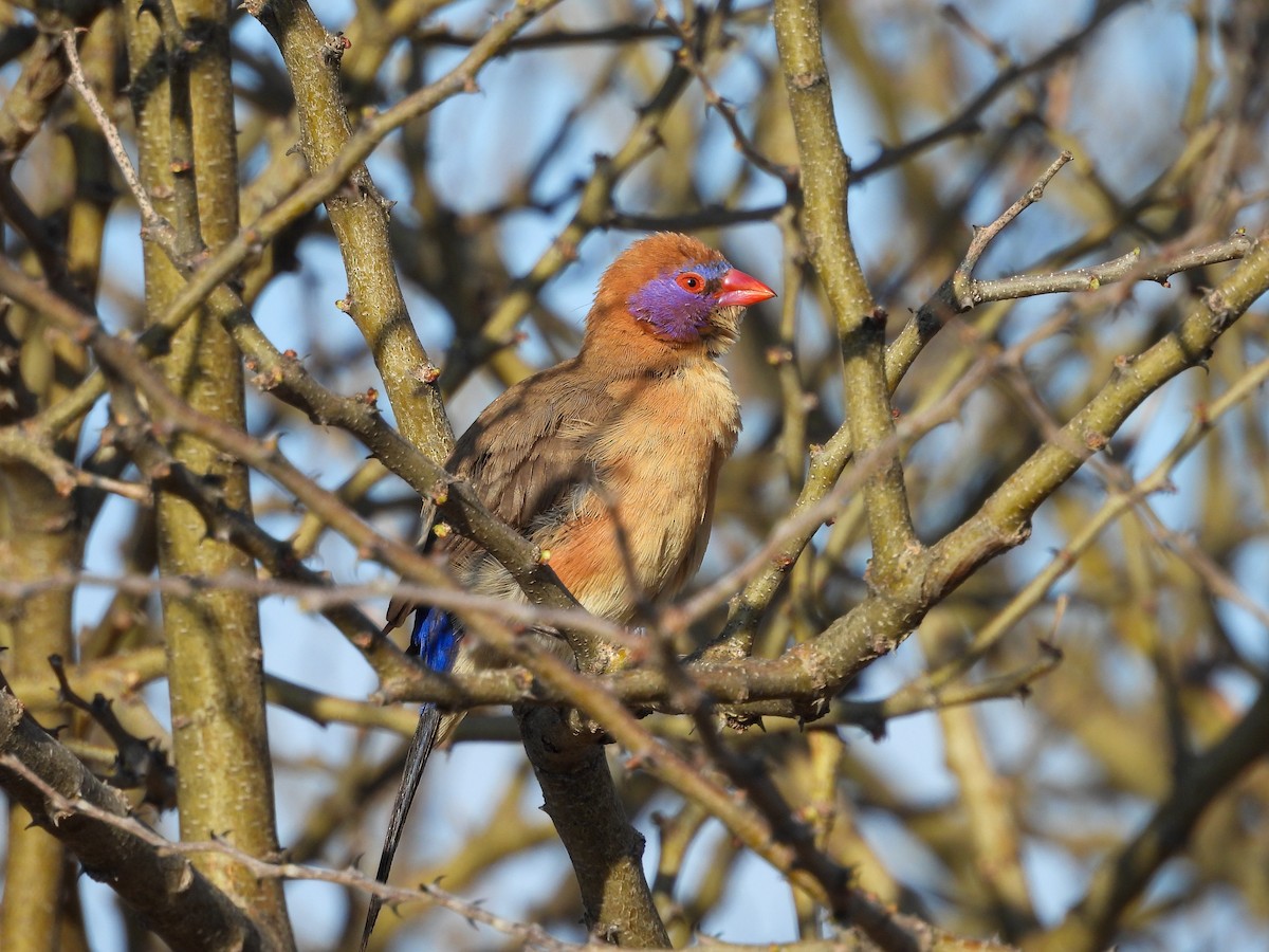 Violet-eared Waxbill - ML638302182