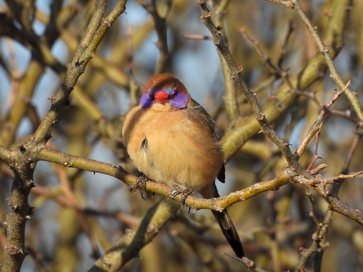 Violet-eared Waxbill - ML638302183
