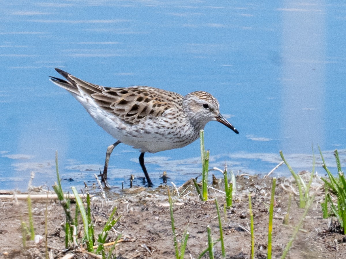 White-rumped Sandpiper - ML638302185
