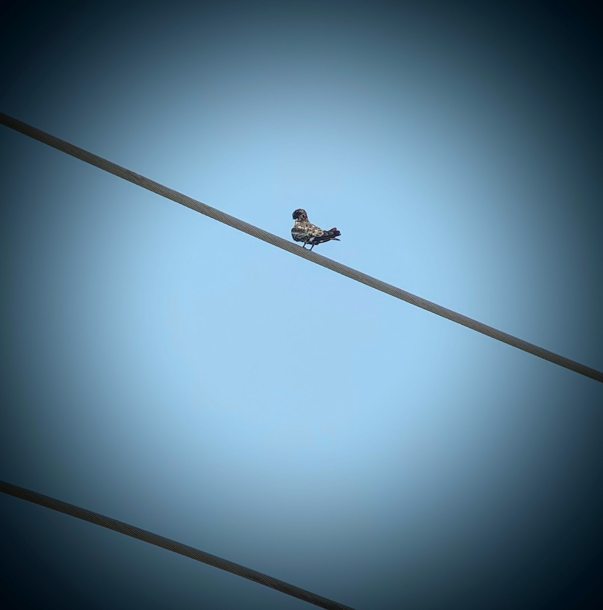 Common Nighthawk - ML638302186