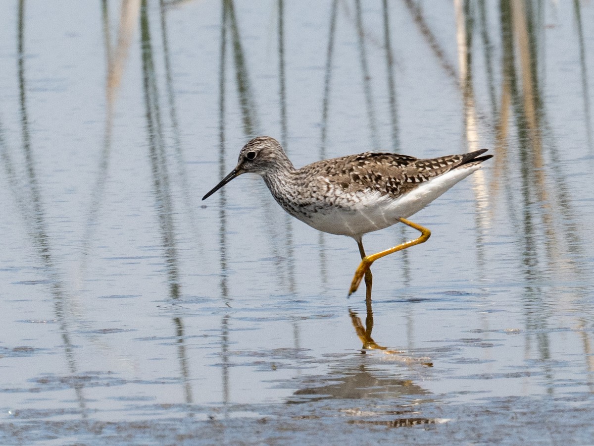 Lesser Yellowlegs - ML638302189