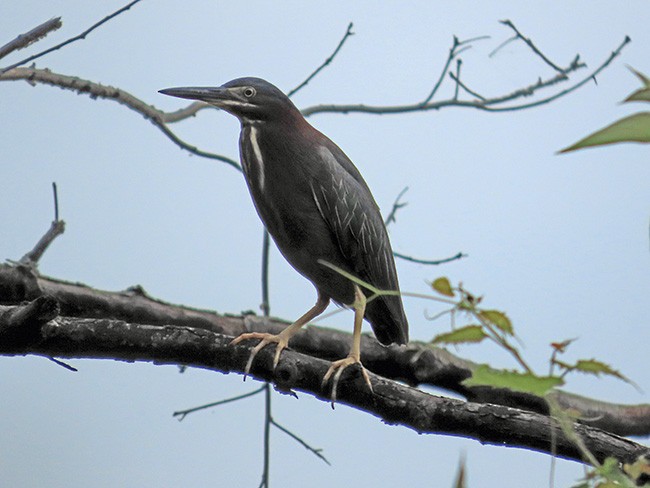 Green Heron - ML638302191