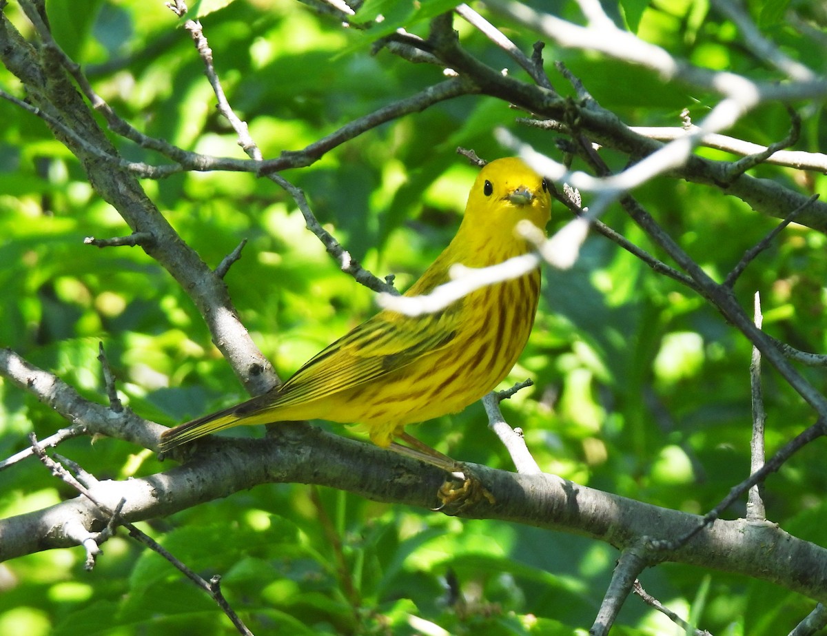 Yellow Warbler - ML638302194