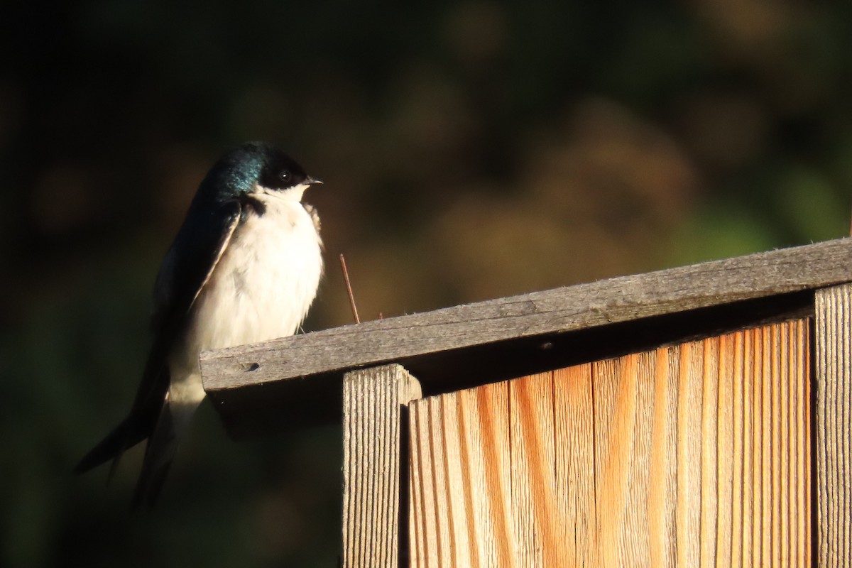 Tree Swallow - ML638302195