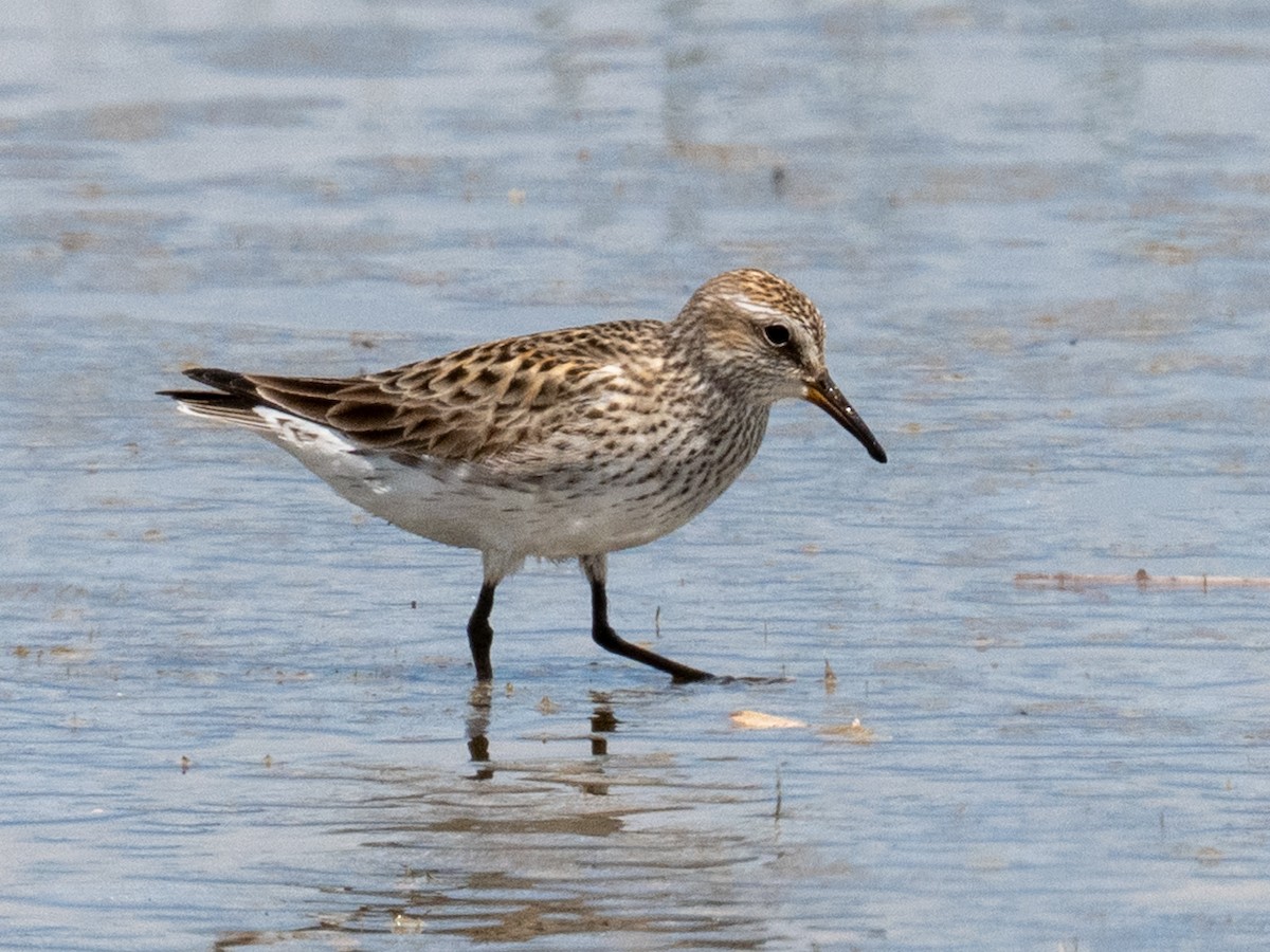 White-rumped Sandpiper - ML638302196