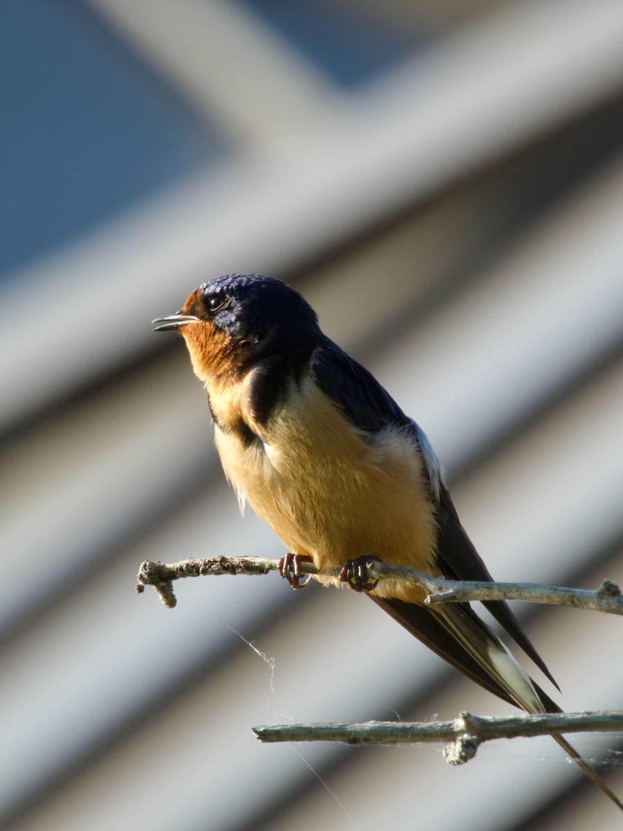 Barn Swallow - ML638302197