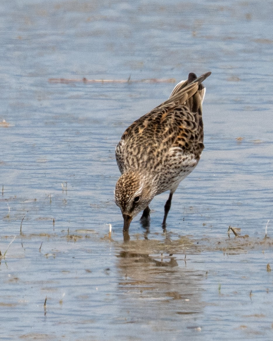 White-rumped Sandpiper - ML638302199