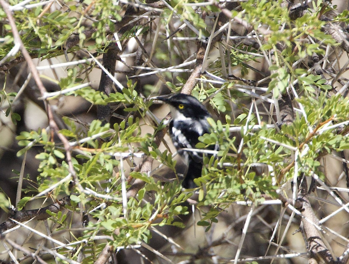 Pririt Batis - ML638302203